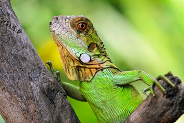 baby red iguana on a branch, iguana on a tree, animals close up