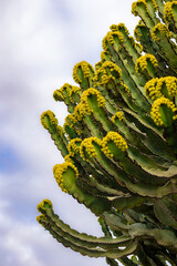 Zielony kaktus z żółtymi kwiatami, Lanzarote