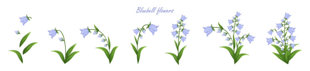 Bluebell flowers set. Floral plants with blue blooms. Botanical vector illustration isolated on white background.