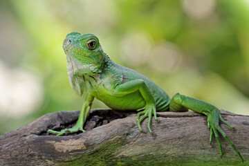 baby green iguana on a branch, iguana on a tree, animals close up
