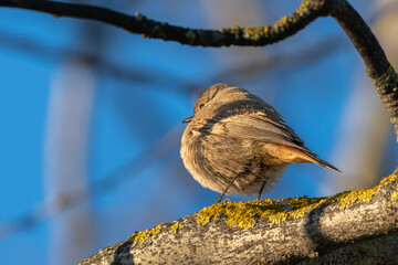 Black Redstart in a garden on a winter morning