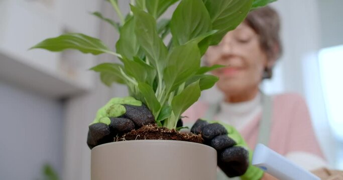 Senior woman is practicing her hobby of planting flowers at home, 4k