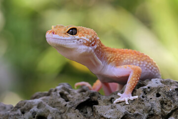 Leopard gecko lizards on the rock, cute lizards that are easy to care for, eublepharis macularius,...