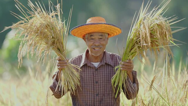 Happy Asian farmer harvesting golden rice in his paddy field. 