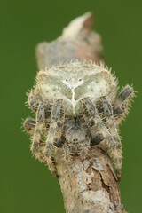 Cat faced spider (Araneus gemmoides)