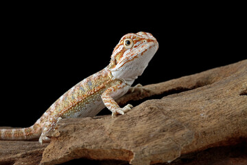 Fototapeta premium bearded dragon sitting on wood, cute lizard on black background, animals closeup