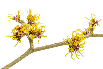 Yellow flowers on a blooming witch hazel branch (Hamamelis) isolated on a white background,...