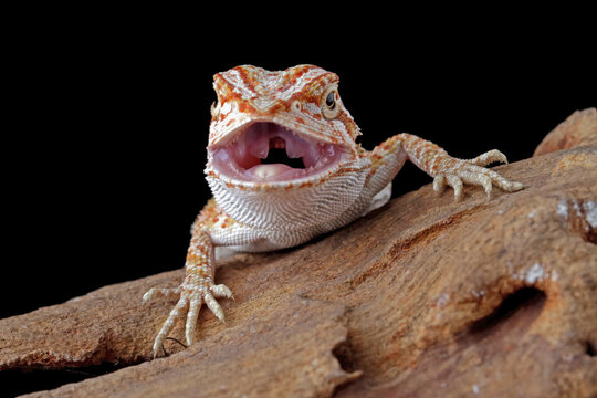bearded dragon sitting on wood, angry lizard on black background, animals closeup