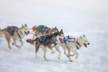 Hundeschlittenrennen mit Schneefall