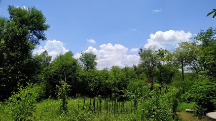 trees and sky