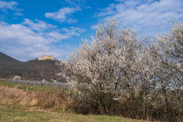 Obraz premium Blossoming sloe bush in Rhineland-Palatinate/Germany on a sunny spring day with the Hammbach Castle in the background