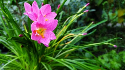 purple and white lilly