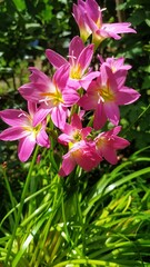 pink flowers in the garden