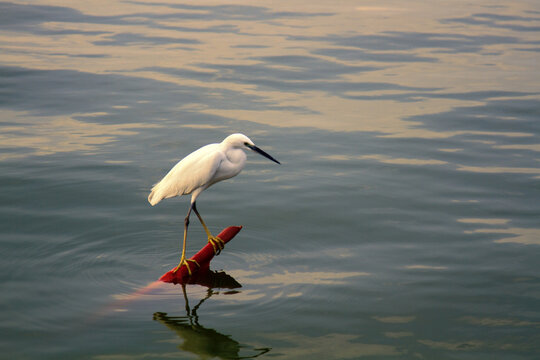 Little egret (Egretta garzetta) (Egretta garzetta) on Malabar Coast, wintertime