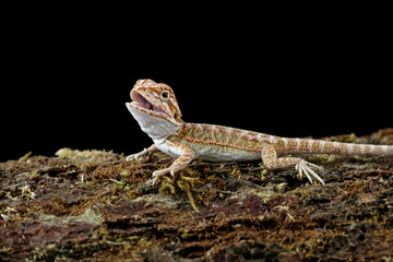 bearded dragon sitting on wood, cute lizard on black background, animals closeup