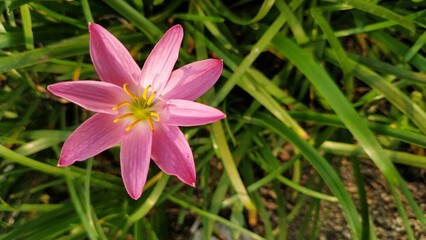 pink rain lily