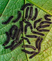 caterpillars on leaf in nature in tropical forest