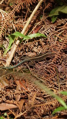 Reptil en Costa Rica