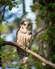  A barred owl on a branch during the day. 
