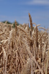 Field of wheat of golden colour