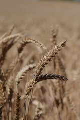Field of wheat of golden colour