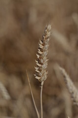 Field of wheat of golden colour