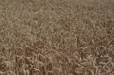 Field of wheat of golden colour