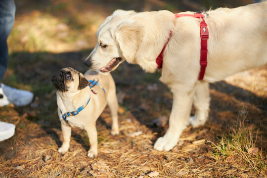 The dog walks in nature. A young retriever walks with a pug. Pet protection concept. dogs play 