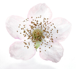 Brombeerbluete_04 © Kossmann / Plutat
