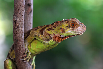 baby red iguana on a branch, iguana on a tree, animals close up