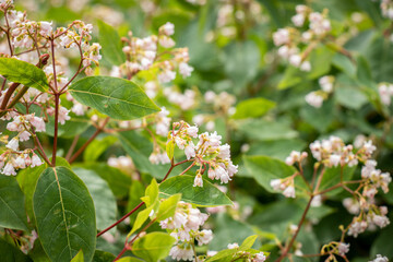 Small White Blossoms on Bushy Tree