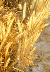 Dried flower grass in winter season, Nature background