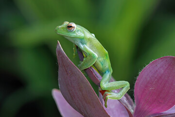 Jade tree frog sitting on leaves, Rhacophorus dulitensis (zhangixalus dulitensis), animals closup