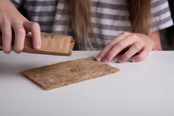 The girl puts the micro-greenery on the mat for growing micro-greenery.