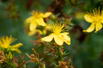 Small Yellow Flower With High Stamens on Bush