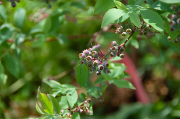 ブルーベリーの木