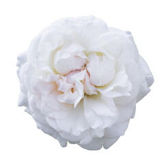closeup of one white rose fresh blossom beauty flower on an isolated white background with a clipping path or cutout.use for decoration in love event, Valentine's festival, and romantic wedding card.