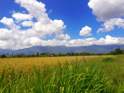 green field and blue sky with clouds