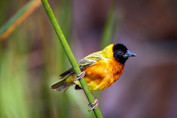 Black-headed Weaver