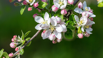 A blooming apple tree on a green background. Up close. Concept. postcard, postcard, wallpaper, printing products.