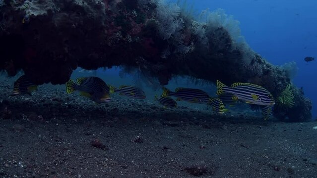 A school of Sweetlips lives beside the famous Liberty ship wreck. Sea life of Tulamben, Bali, Indonesia. 4k underwater vedeo.