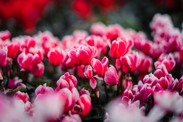 Red and pink flowers in the garden