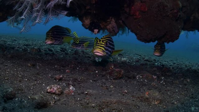 A school of Sweetlips lives beside the famous Liberty ship wreck. Sea life of Tulamben, Bali, Indonesia. 4k underwater vedeo.
