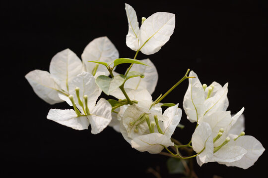 white bougainvillea flowers close-up shot against black background. photo taken with copy space.