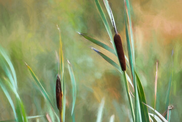 Digital painting of a wild bulrush on the moors. © Rob Thorley