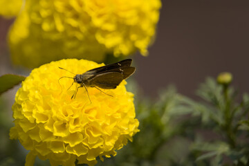 gray moth or butterfly sitting on a yellow marigold flower in the garden.