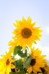 sunflower on a field