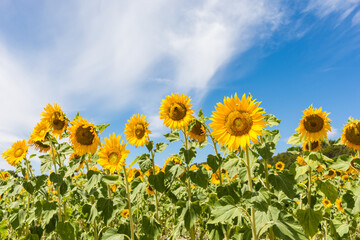 Scenic view of sunflower field in summer against blue sky