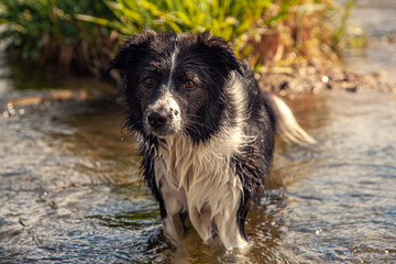 Portrait of a wet Border Collie in the water on a sunny day.