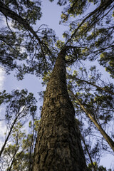 Fototapeta premium Tree perspective in nature